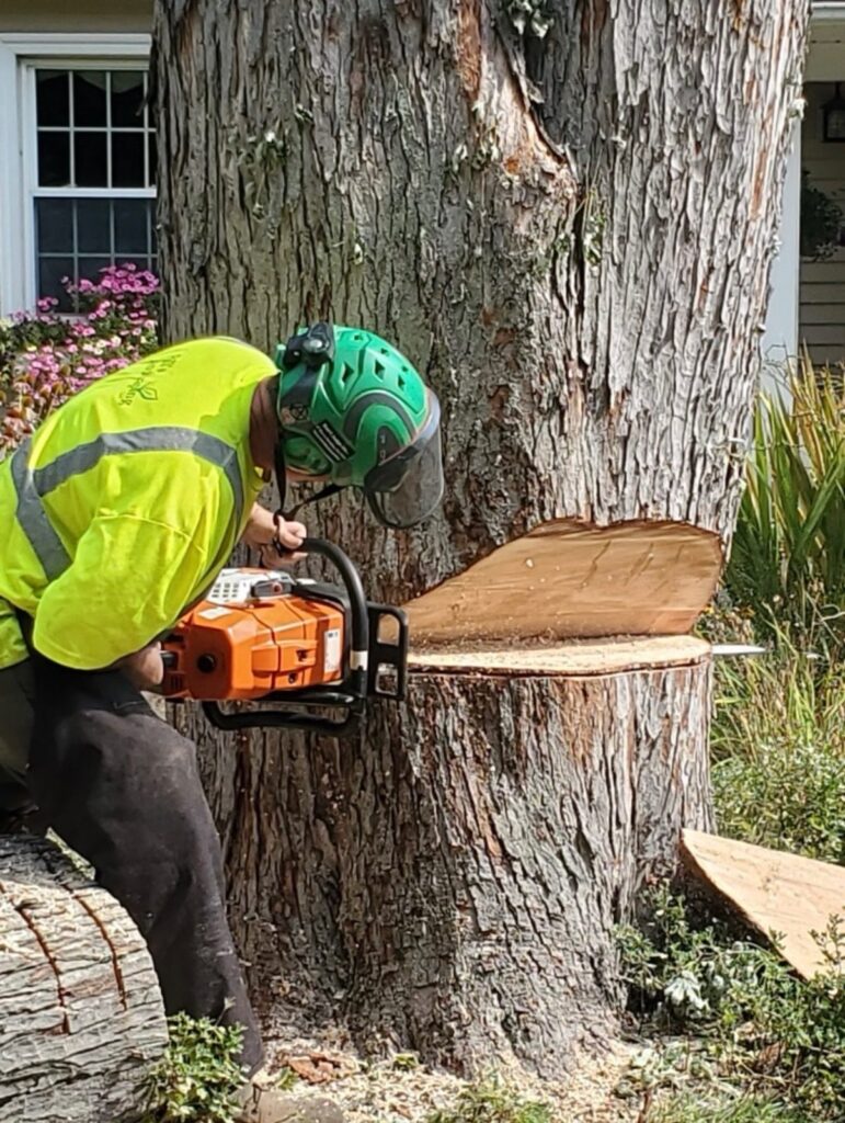 Bill's Landscaping arborist making a felling cut on a large tree in a residential yard